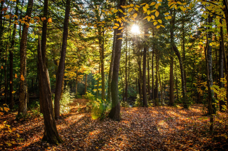 Acheter du bois de chauffage à Paris : Pourquoi choisir Weltys Wood pour un bois de qualité ?