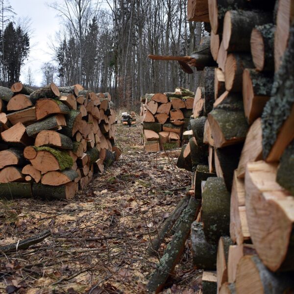 Les différents types de bois de chauffage : Quel est le meilleur pour se chauffer ?