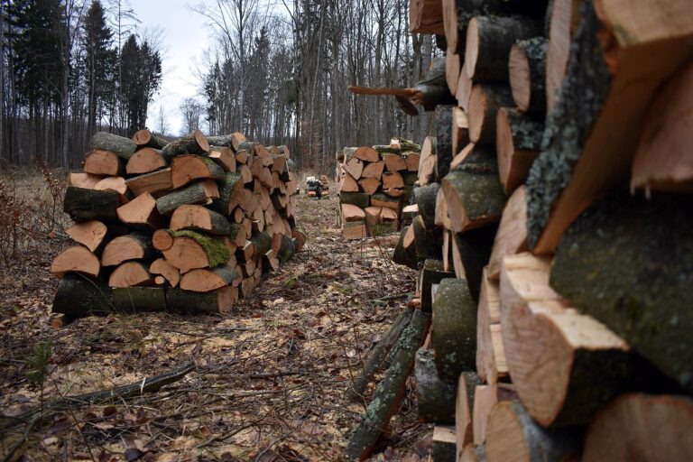 Les différents types de bois de chauffage : Quel est le meilleur pour se chauffer ?